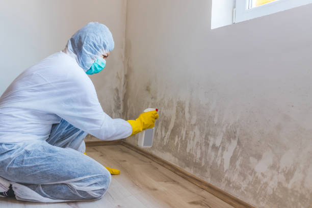 Licensed Black Mold Removal service in Greenville, IL - WQB Mold Removal