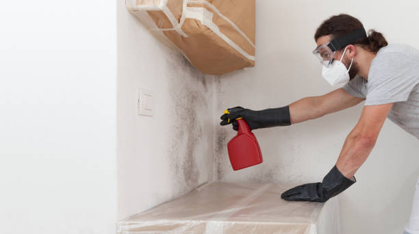 Professional Black Mold Removal technician working in Greenville, IL